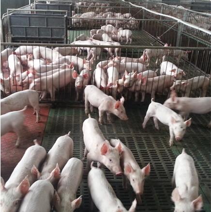 BMC Pig Slat floor Manufacturer in China | leakage dung plate For Farrowing Crate